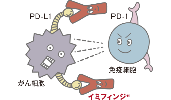 イミフィンジ®の働き